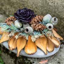 Product Fruit and seed capsule pods Pradeep Pods 9-12 cm natural 50 pcs