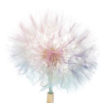 Product Dandelion decoration, dried flower, stabilized and dyed, delicate, durable, 12cm, 4 pieces