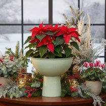 Product Bowl with stand for plants, decorative bowl, 25cm