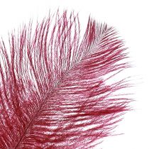 Product Ostrich Feathers Real Feathers Decoration Wine Red 20-25cm 12 pcs
