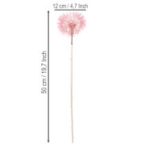 Product Giant dried dandelion decoration, elegant home accessory, 12cm, 4 pieces