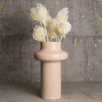 Product Dried flowers cream fennel bleached 45cm bunch 10 pcs