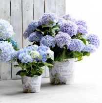 Product Planter plastic hydrangea flowerpot Ø13.5cm H12cm