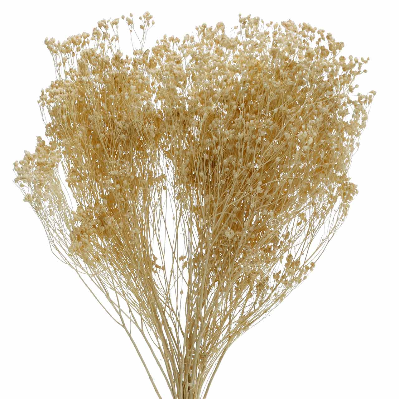 Floristik24.ie Dried Flowers Broom Bloom Bleached 140g5787120