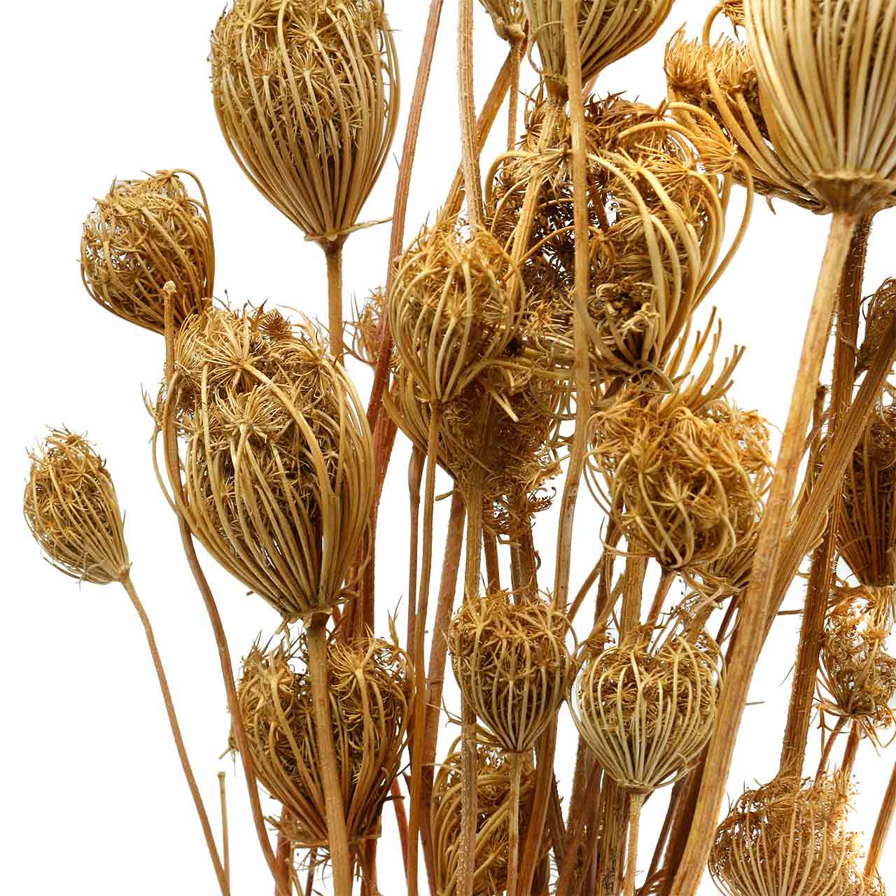 Floristik24.ie Dried flowers fennel nature 100g37