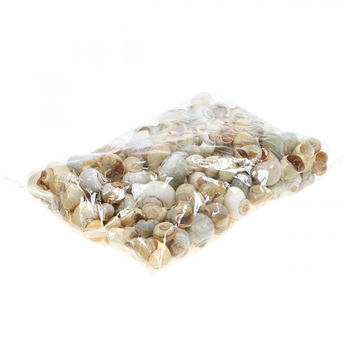 Floristik24.ie Maritime decoration snail shell natural snails empty 2