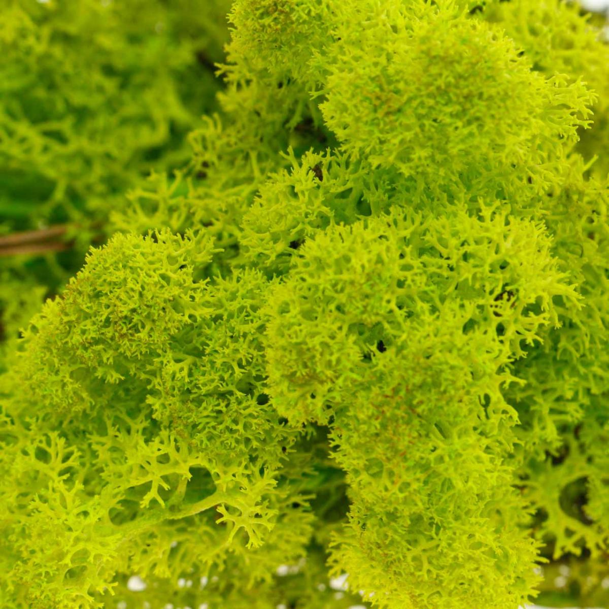Floristik24.ie Deco moss light green reindeer moss preserved 400g