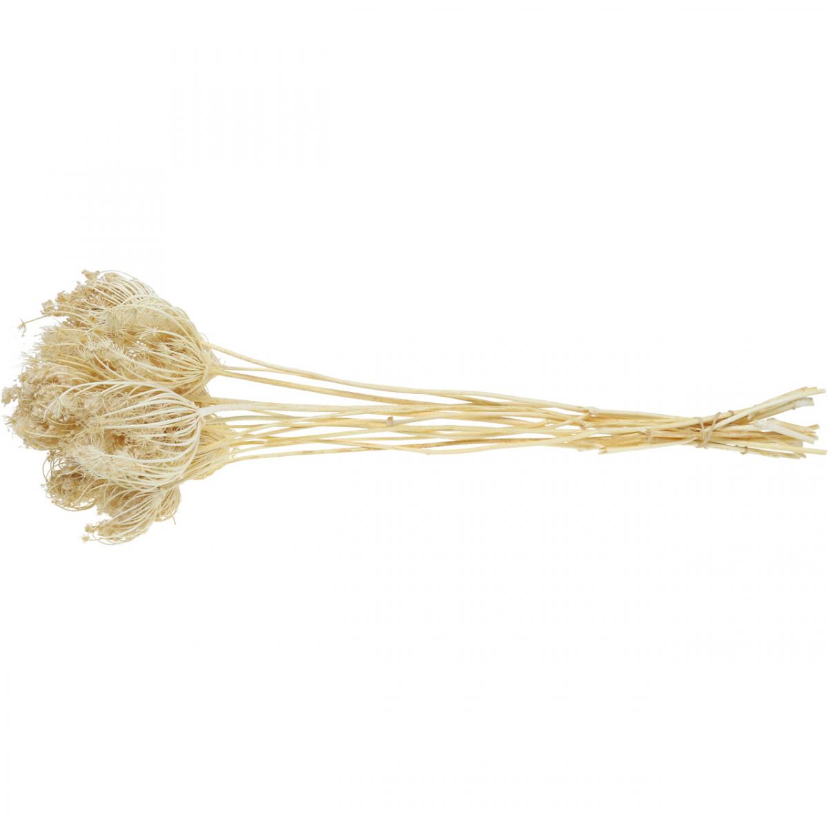 Floristik24.ie Dried Flowers Fennel Bleached Bunch3255