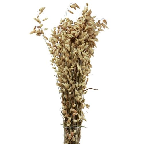 Floristik24 Quaking Grass Dried Flowers Green Natural Briza 60cm 100g