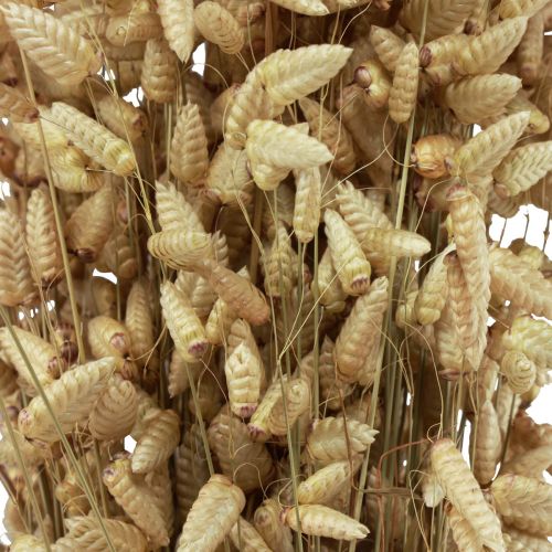 Product Quaking Grass Dried Flowers Green Natural Briza 60cm 100g