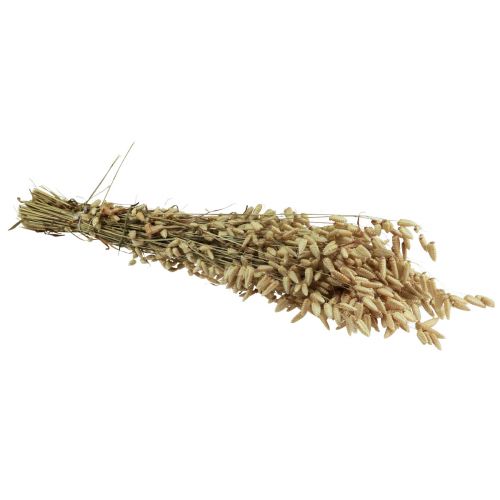 Floristik24 Quaking Grass Dried Flowers Green Natural Briza 60cm 100g