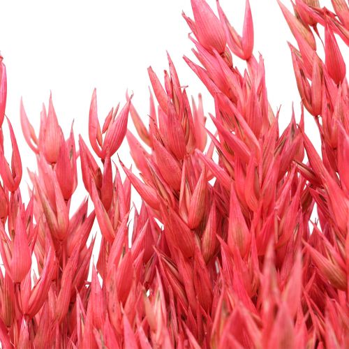 Floristik24 Dried flowers, oats dried grain decorative pink 65cm 160g