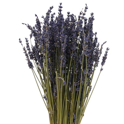 Floristik24 Dried Lavender Bunch, Dried Flower Lavender Blue 38–40cm 90g