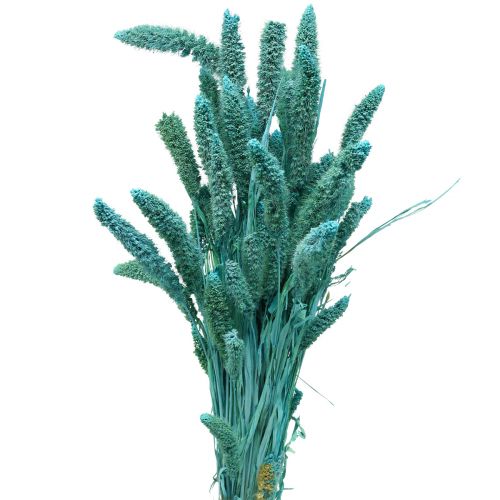 Floristik24 Dried flowers, Setaria Pumila, Bristle Millet Blue 65cm 200g