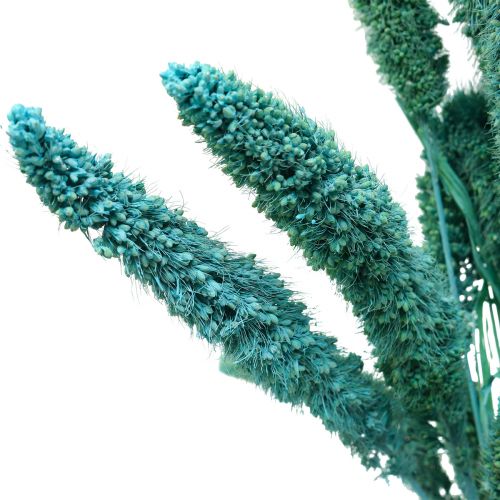 Floristik24 Dried flowers, Setaria Pumila, Bristle Millet Blue 65cm 200g