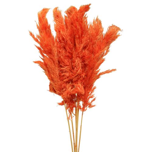 Pampas grass decoration dried orange dried floristry 72cm 6 pcs