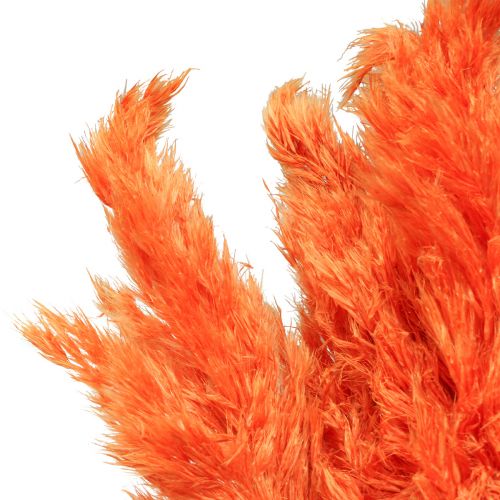 Floristik24 Pampas grass decoration dried orange dried floristry 72cm 6 pcs