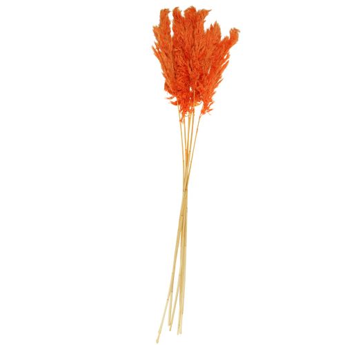 Floristik24 Pampas grass decoration dried orange dried floristry 72cm 6 pcs