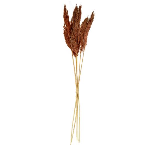 Floristik24 Pampas grass decoration dried red-brown dried floristry 70cm 6 pcs