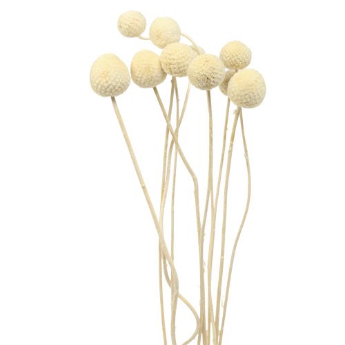 Floristik24 Dried flowers Craspedia dried, drumsticks bleached 60cm 10 pcs