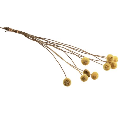 Product Craspedia dried flowers, yellow, 70cm, decorative, 10 pieces