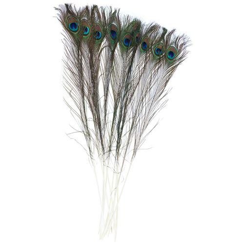 Floristik24 Peacock feather decorative feathers for crafting bird feathers H78cm 10 pieces