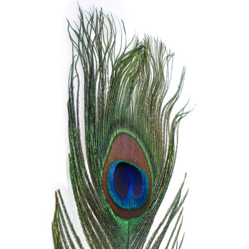 Floristik24 Peacock feather decorative feathers for crafting bird feathers H78cm 10 pieces