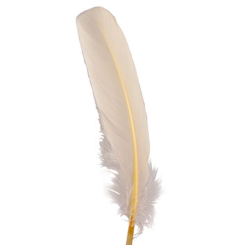 Product Decorative feathers real bird feathers champagne 20g