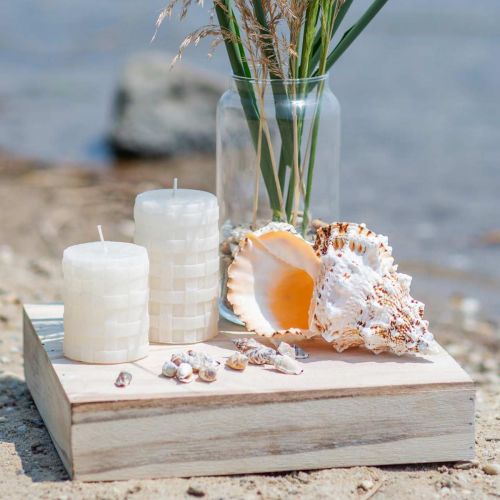 Floristik24 Sea snail giant frog snail nature 18-20cm