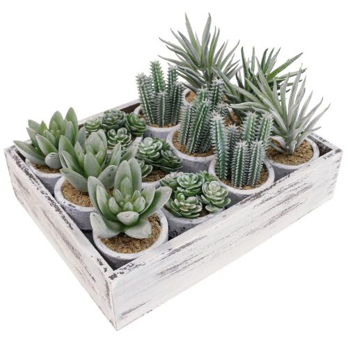 Floristik24 Artificial succulents in pot artificial plants green Ø4cm 12pcs