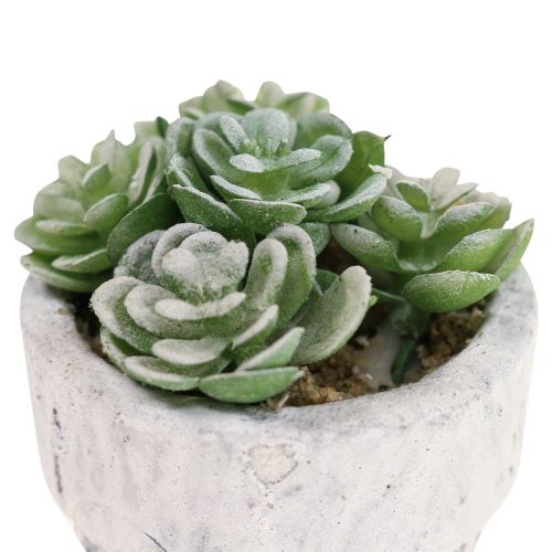 Floristik24 Artificial succulents in pot artificial plants green Ø4cm 12pcs