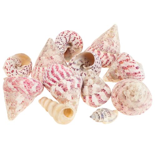 Floristik24 Maritime decoration snail shells decoration pink Trochus Maculatus 1100gr