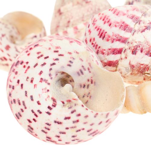 Product Maritime decoration snail shells decoration pink Trochus Maculatus 1100gr