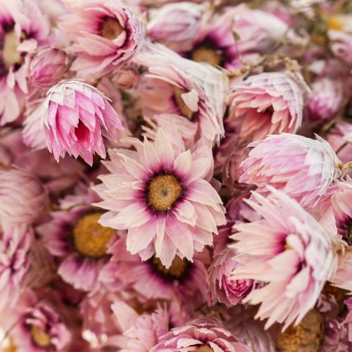 Floristik24 Straw flowers dried flowers white pink 20-35cm bunch 40g