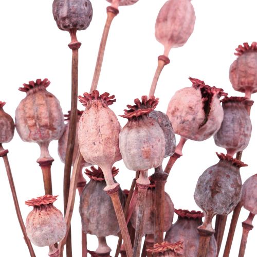 Floristik24 Dried Flowers Dried Poppy Caps Deco Red 80g