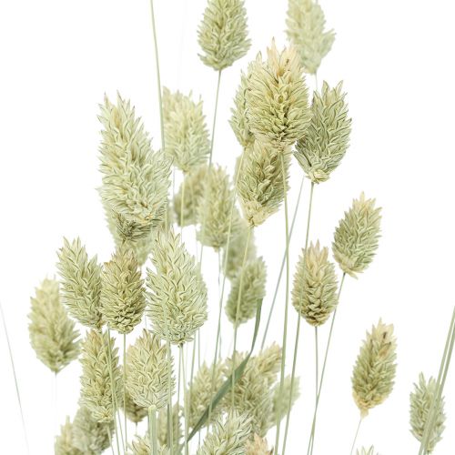 Floristik24 Dried grasses Phalaris dried dry floristic nature 55cm 80g