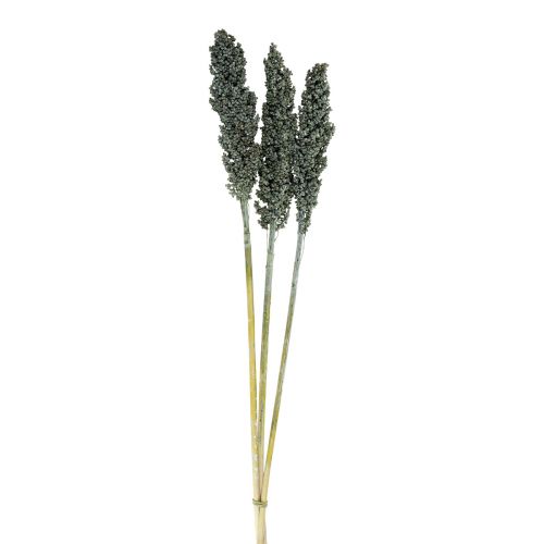 Dried flowers sorghum millet blue-green dried floristry 72cm 3 pcs