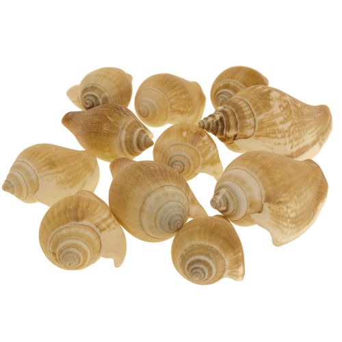 Snail Shells Deco Sea Snail Brown White 3.5-5cm 250g