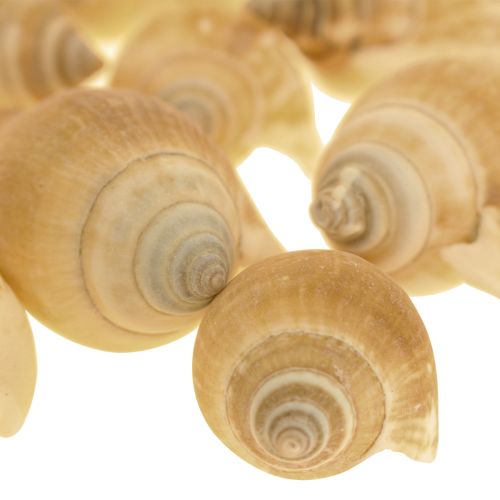Floristik24 Snail Shells Deco Sea Snail Brown White 3.5-5cm 250g
