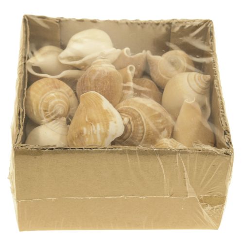 Floristik24 Snail Shells Deco Sea Snail Brown White 3.5-5cm 250g
