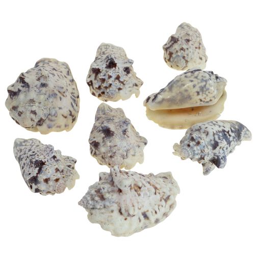 Snail shells deco sea snails natural 5.5-7.5cm 250g