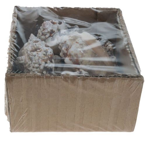 Floristik24 Snail shells deco sea snails natural 5.5-7.5cm 250g