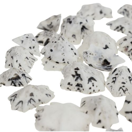 Product Shell Deco Shells White Black Small 1-2.5cm 250g