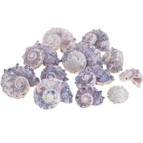 Snail Shells Deco Sea Snails Purple White 3-6cm 250g