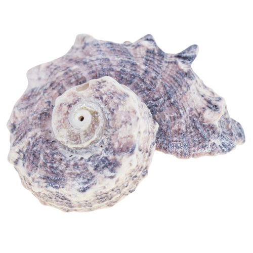 Floristik24 Snail Shells Deco Sea Snails Purple White 3-6cm 250g