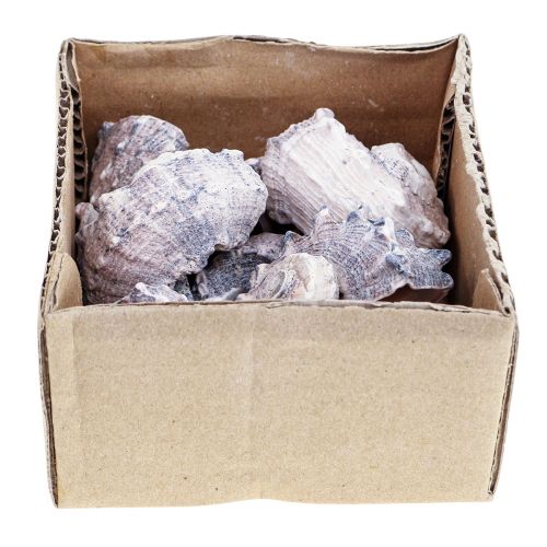 Floristik24 Snail Shells Deco Sea Snails Purple White 3-6cm 250g