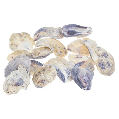 Floristik24 Oyster shells deco shells decoration natural 2-6cm 250g