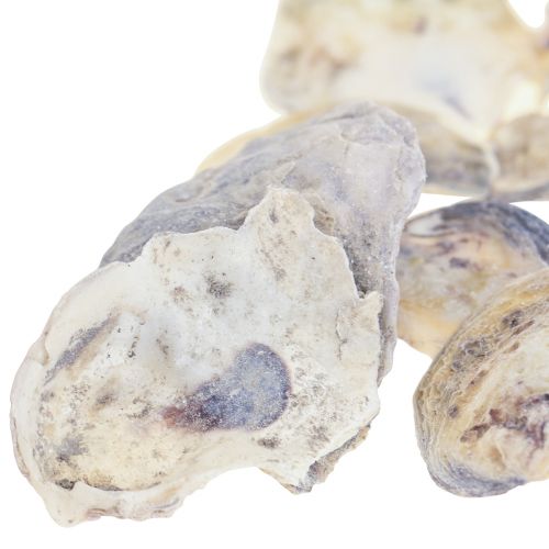 Floristik24 Oyster shells deco shells decoration natural 2-6cm 250g