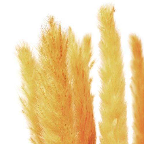 Floristik24 Pampas grass decoration, dried pampas grass yellow 74cm 10 pcs