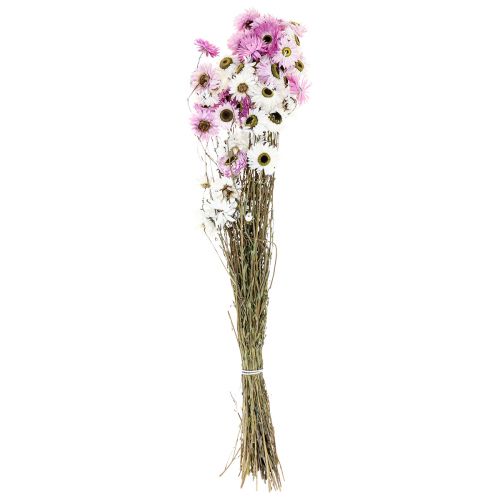 Floristik24 Dried Flowers White Pink Straw Flowers 40-45cm 30g